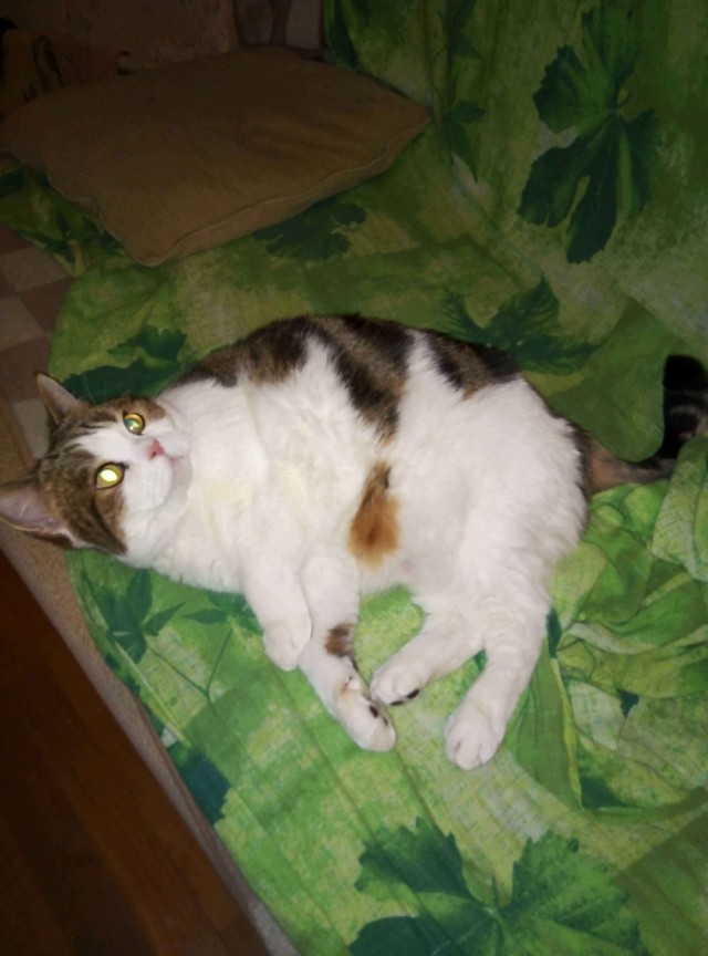 Котокартинки и котобуквы
