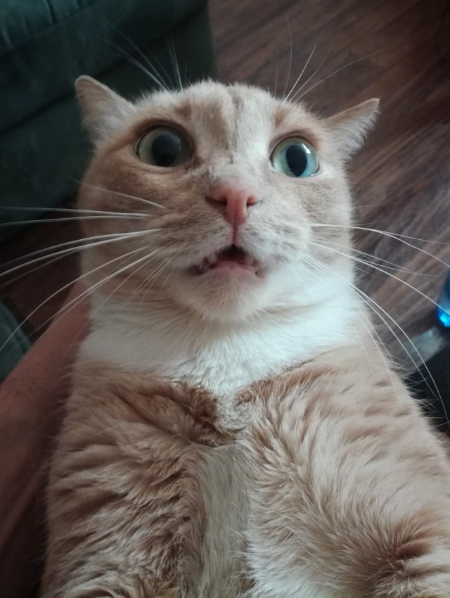 К - Котогеничность