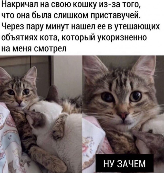 В завершение котовторника.