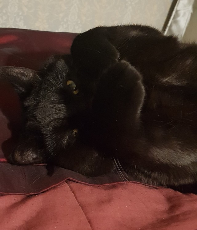 Котовторнику быть!