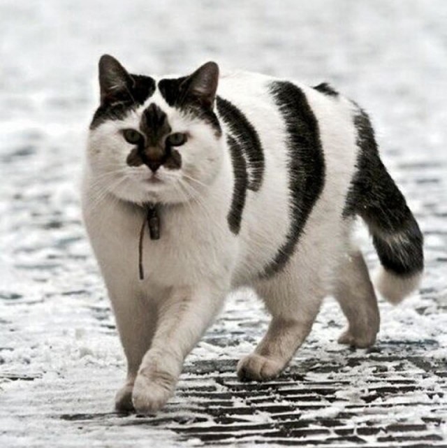 Котаны с забавным окрасом