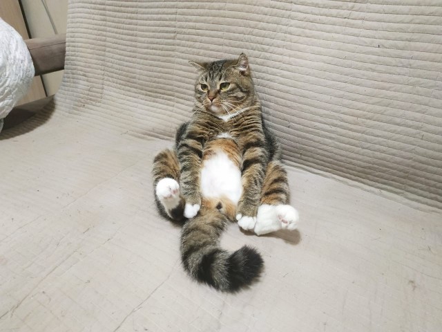 Кот Василий
