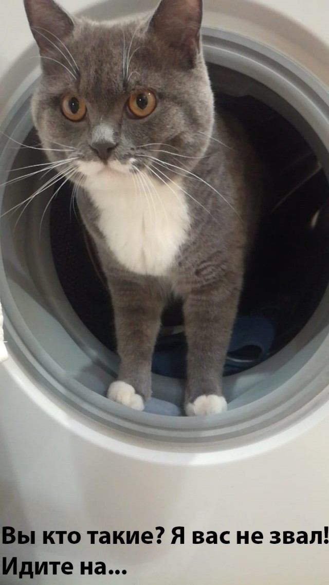Котовторник. Поговорим о кличках, друзья