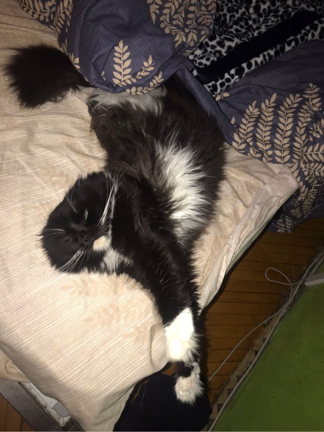 Котовторник 14.09.2021