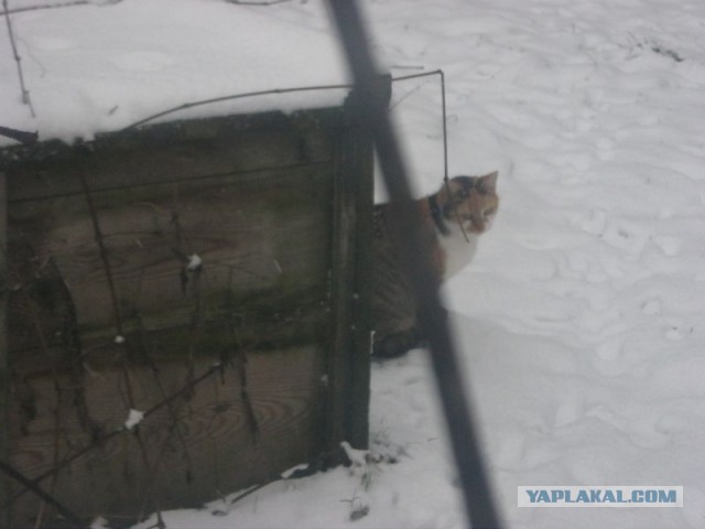 Жизнь домашнего приюта для котеек 374