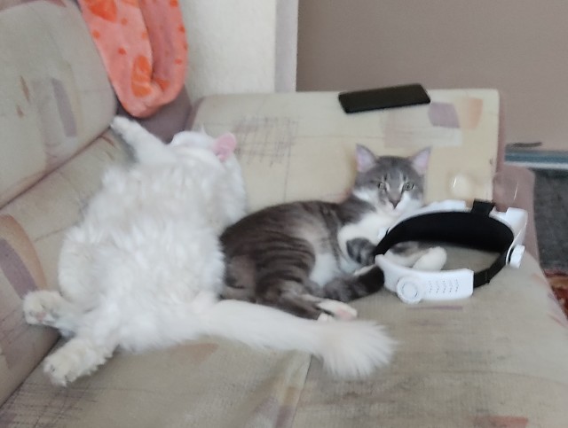 Котовторник 11.01.22
