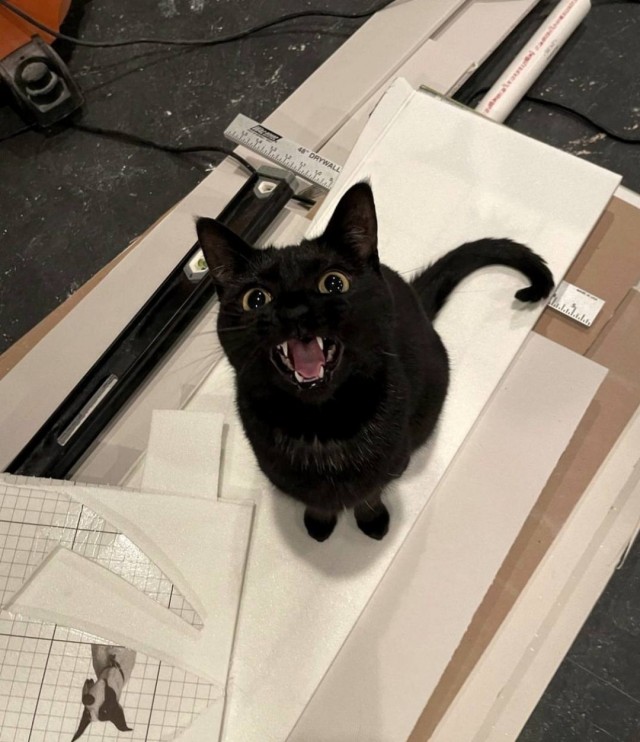 Котики не имеют национальности!!