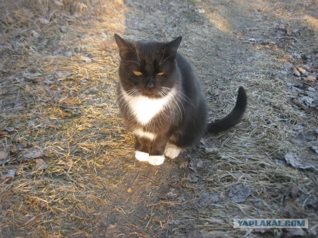 Жизнь домашнего приюта для котеек 386