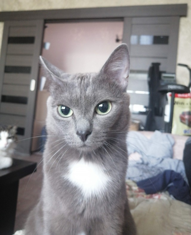 Котовторник