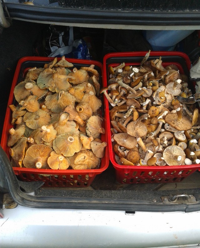 Вот моя деревня-1