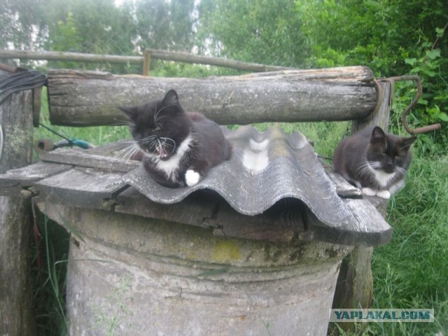 Жизнь домашнего приюта для котеек 398