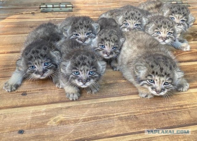 Котята-манулята