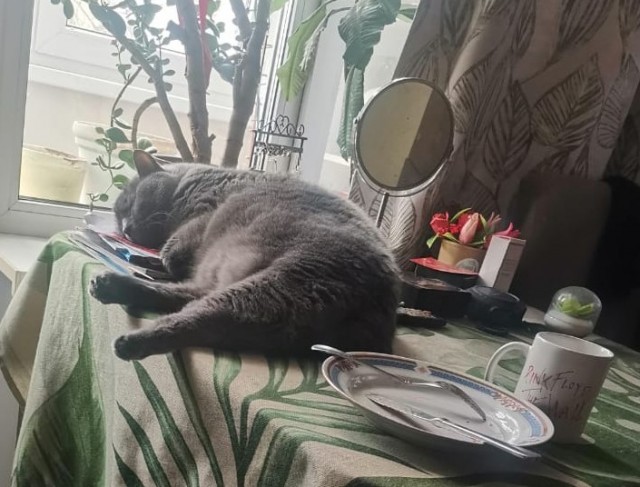 А как спит ваш кошачий?