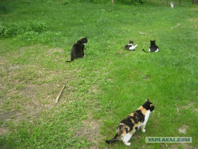 Жизнь домашнего приюта для котеек 402