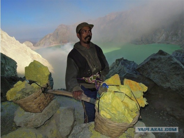 Они живут только 40 лет