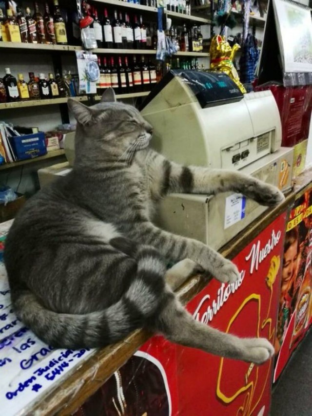 К котофторнику