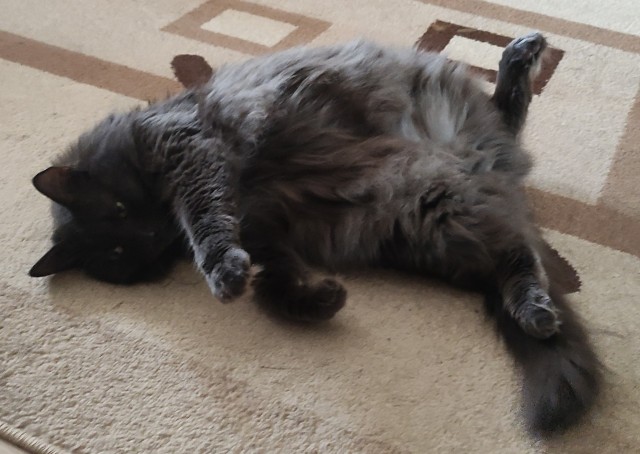 К котовторнику