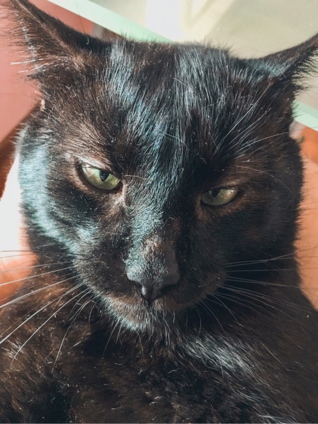 Котовторник 18.10.22