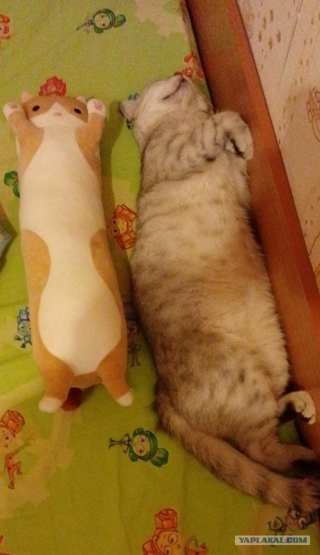 Вторник, ваши коты и кошки в студию