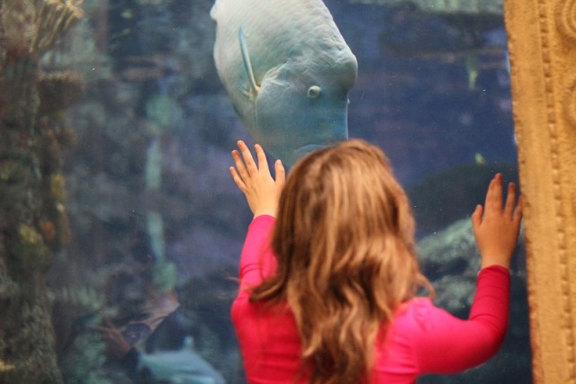 Деревенская Америка