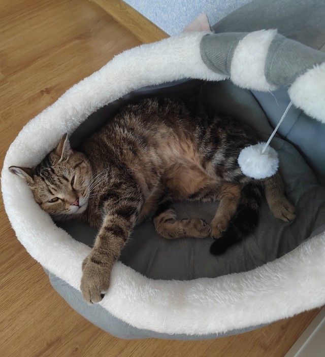 Вот и мы теперь кошкорабы