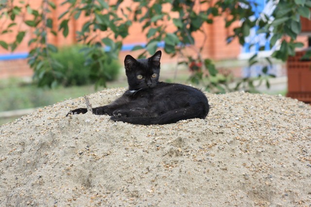 Котовторник 09.04.2013