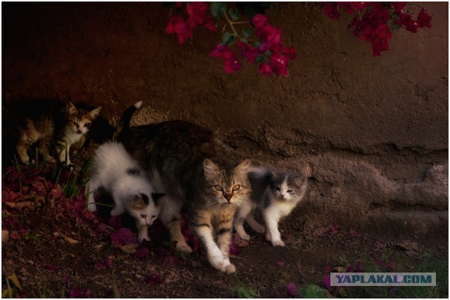 Котовторник 16.04.2013