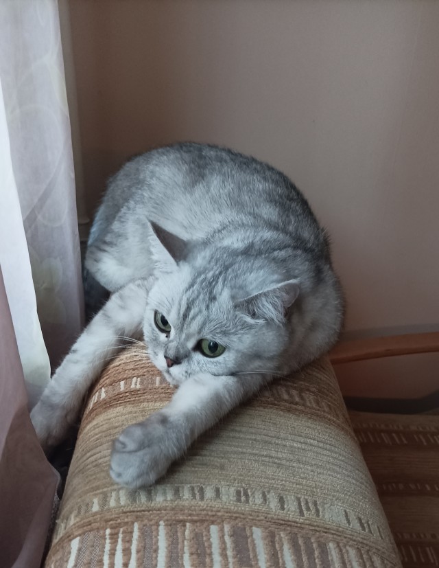 Дратути