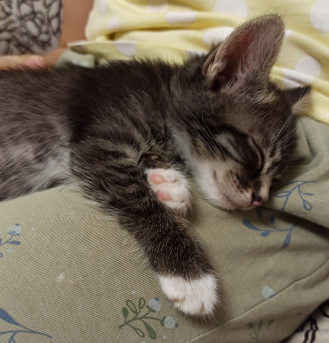 Котенок с приюта