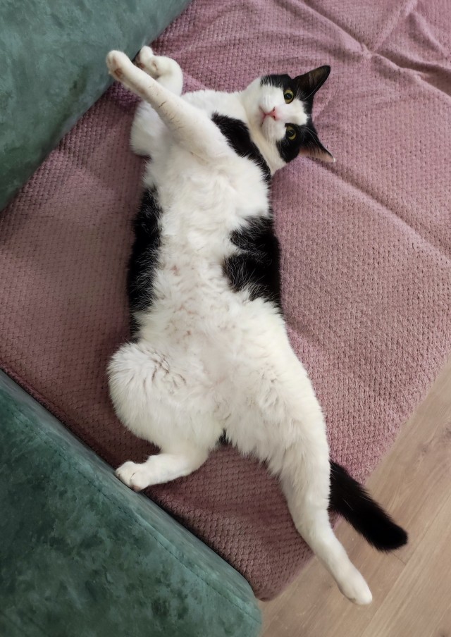 С котовторником ЯПовцы