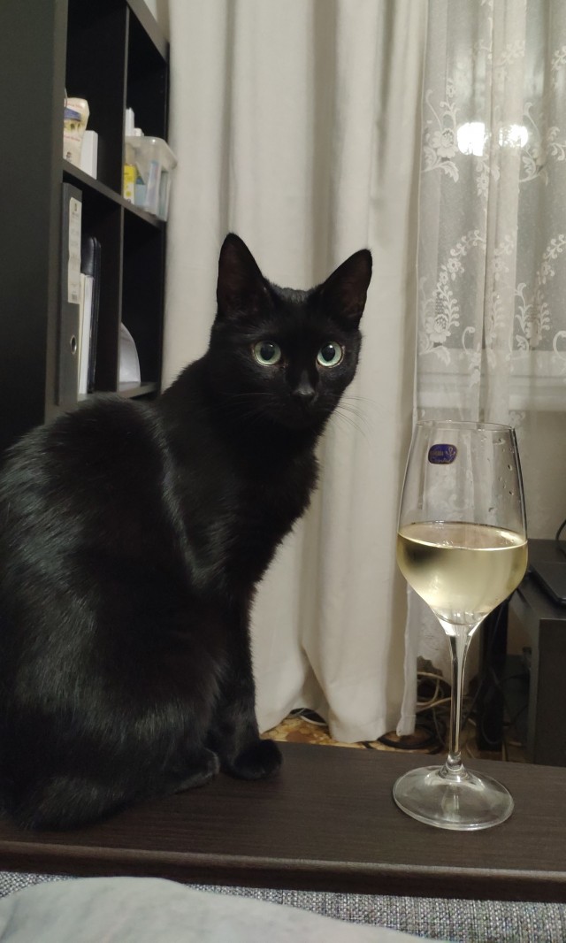 Всем кота за мой счёт. Я настаиваю