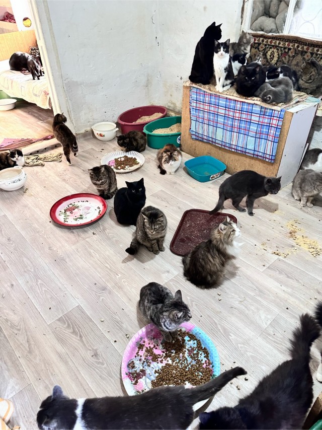 Кошачий приют