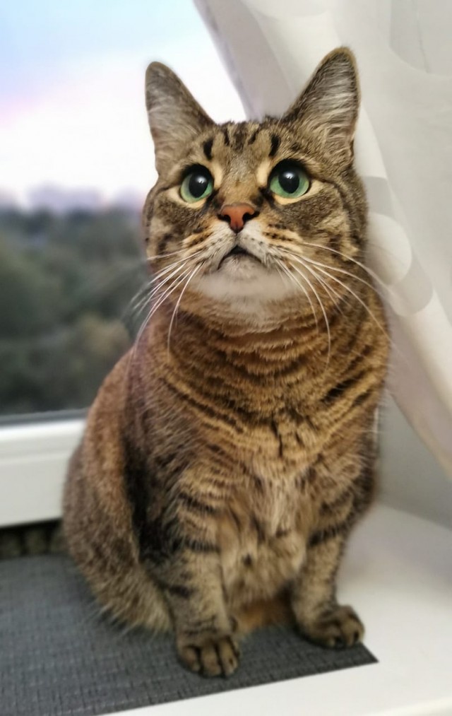 Котовторник!