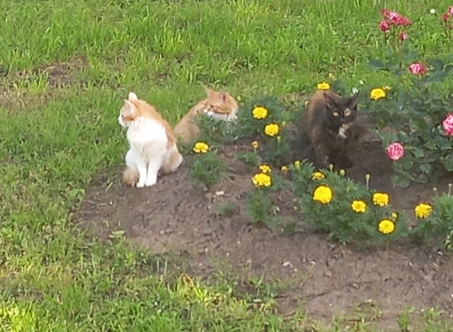 Котовторник!