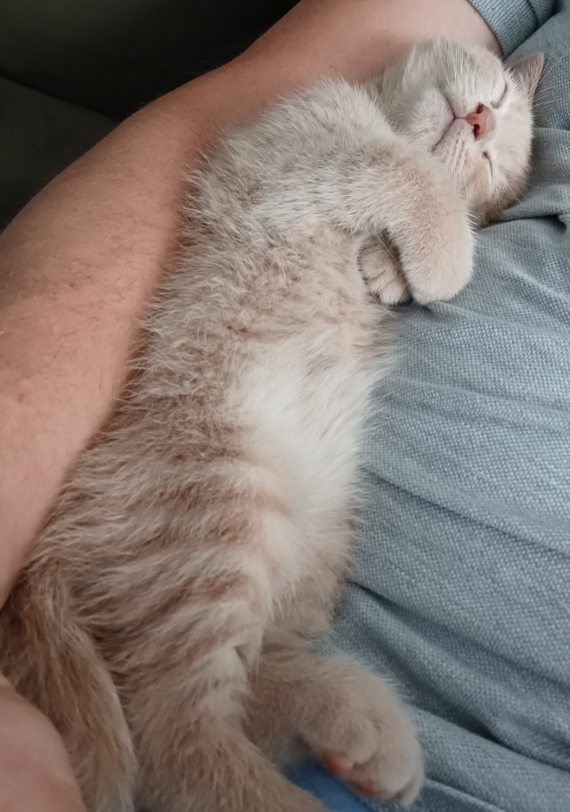 Подкидыш к котовторнику