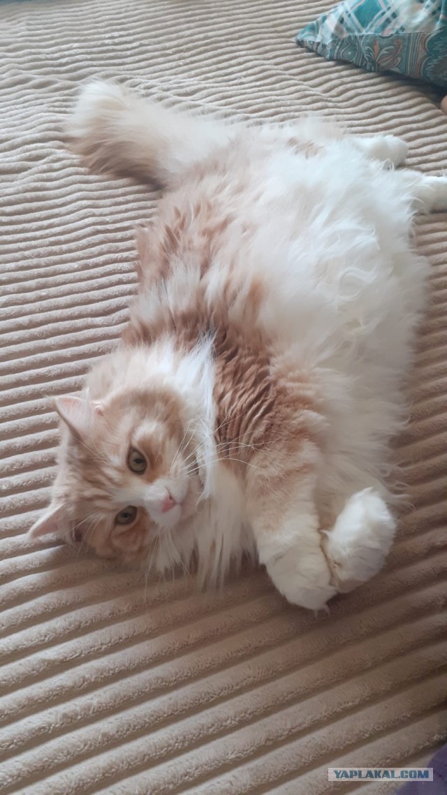 Мэйн-кун!  Котовторнику посвещается!