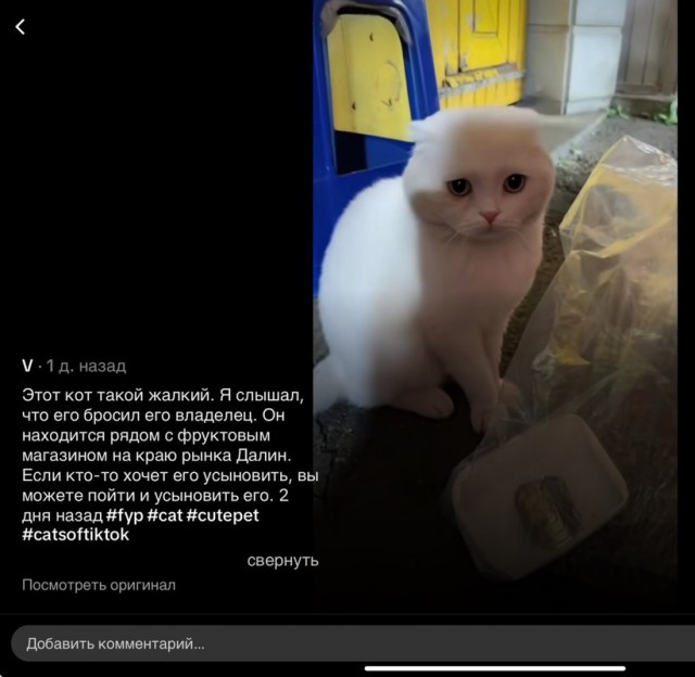 В интернете набрало популярность грустное видео с уличным котом, который заплакал, когда поел впервые за долгое время.