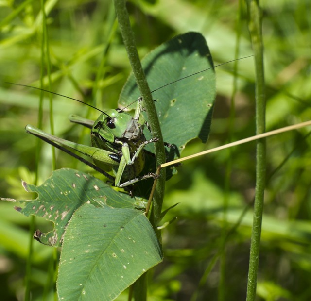Немного летнего макро