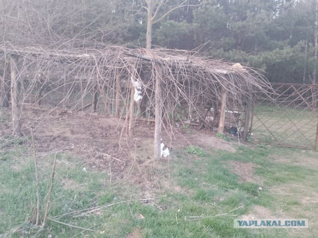 Жизнь домашнего приюта для котеек 540