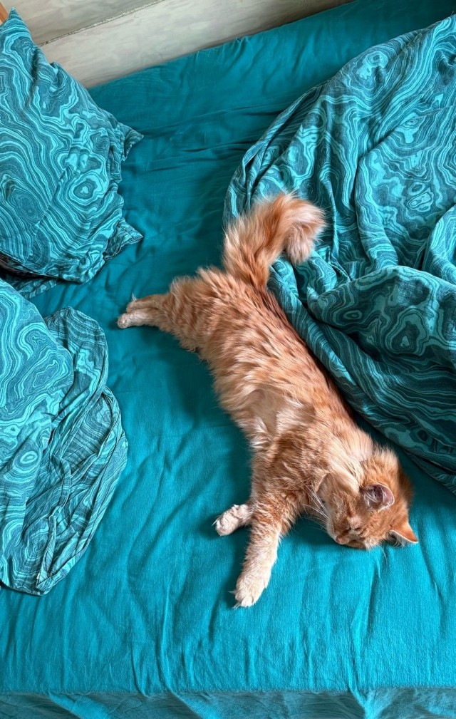 Нефотогеничный кот