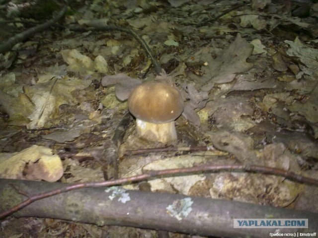 Поход за грибами,