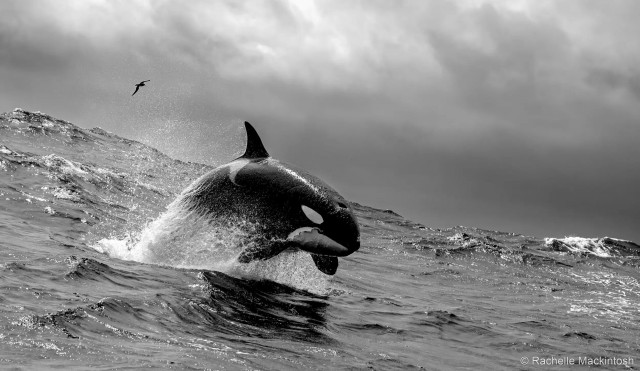 27 лучших фото финалистов и победителей конкурса Australian Geographic Nature Photographer 2025