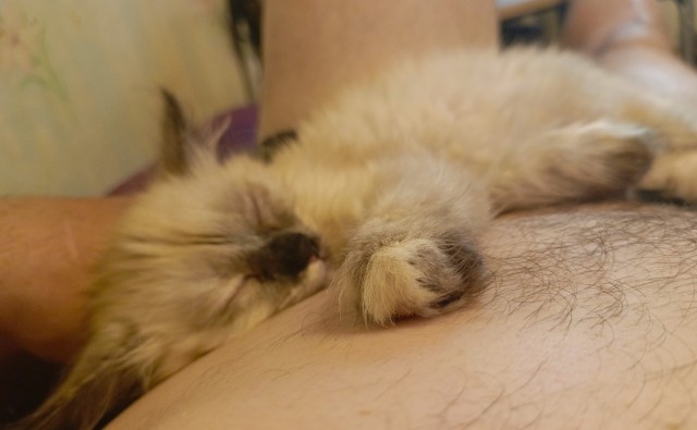 Малышка Дуся (котовторник)