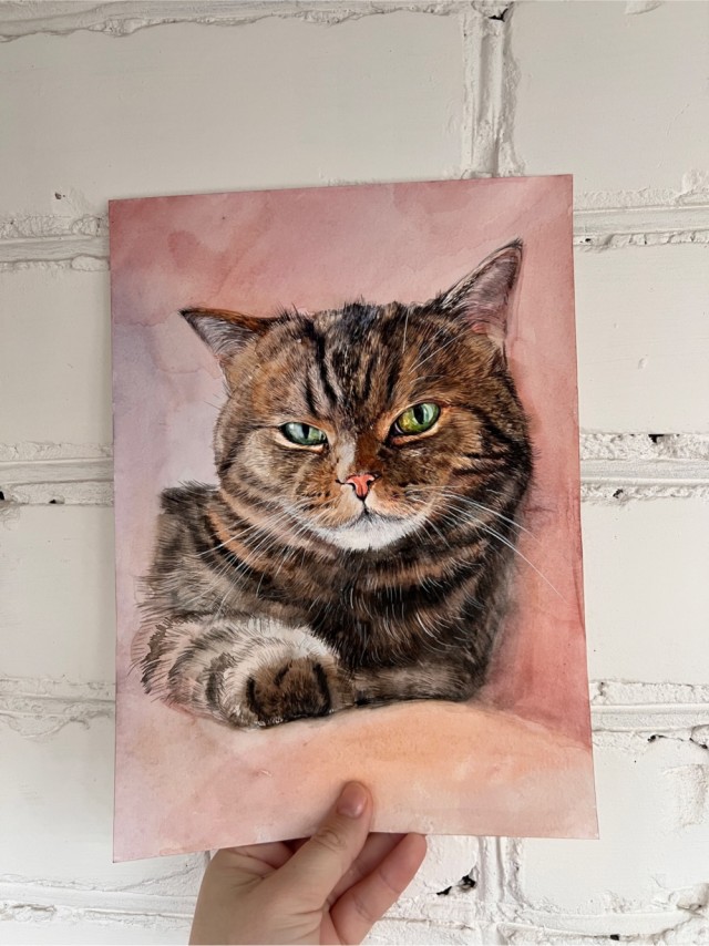 Портрет акварелью американского короткошерстно кота