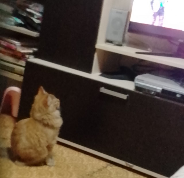 Котëнок-заморыш стал красивой кошкой