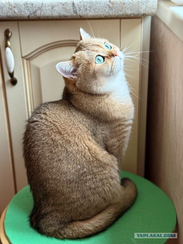 Нужен совет новому кошатнику!