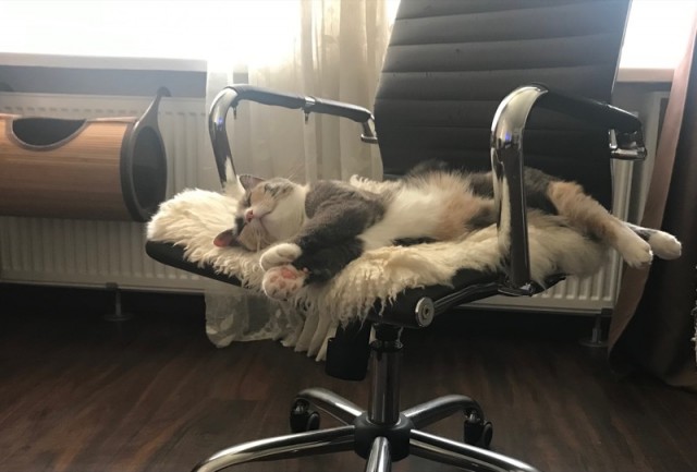 К котовторнику
