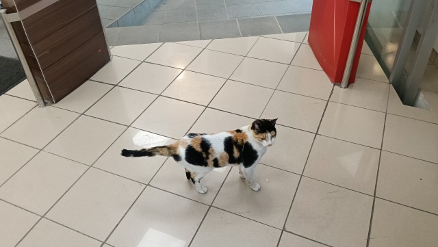 Трëхцветная кошка, которая живëт в магазине