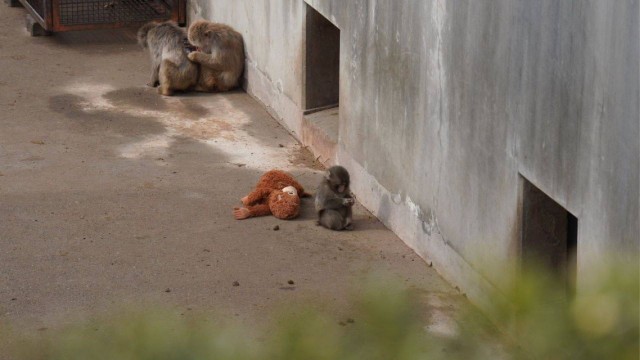 Перед вами Панч — макак из японского зоопарка с тяжёлой судьбой.