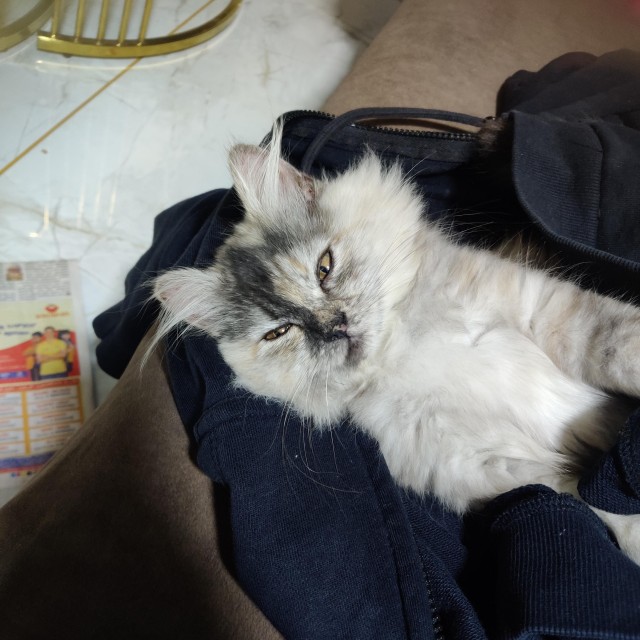 Рандомных фото котов тред
